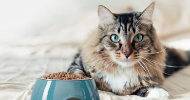 Come leggere le etichette del Pet food Come leggere le etichette del Pet food