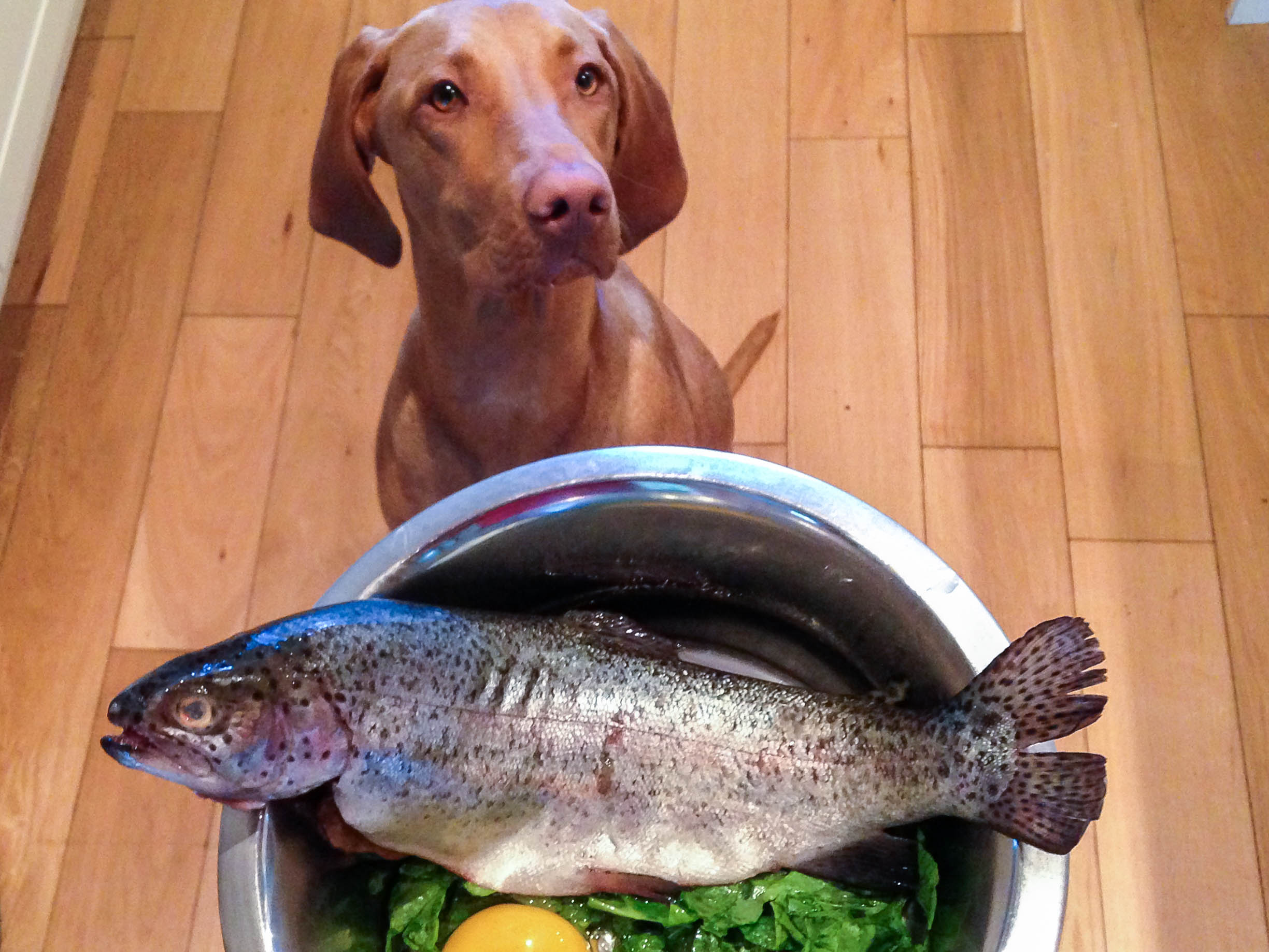 Можно кормить собак рыбой